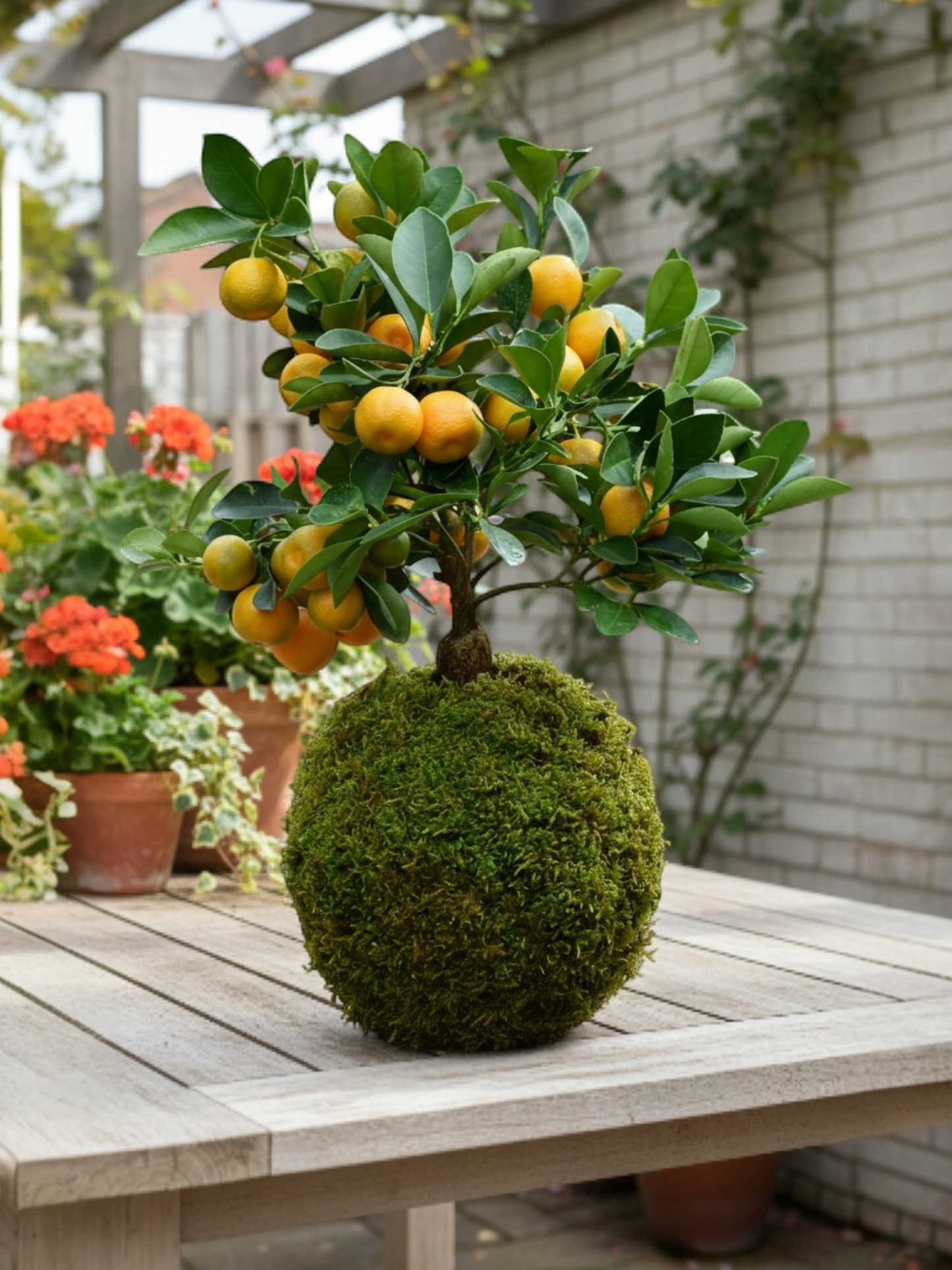 Kokedama Calamondín