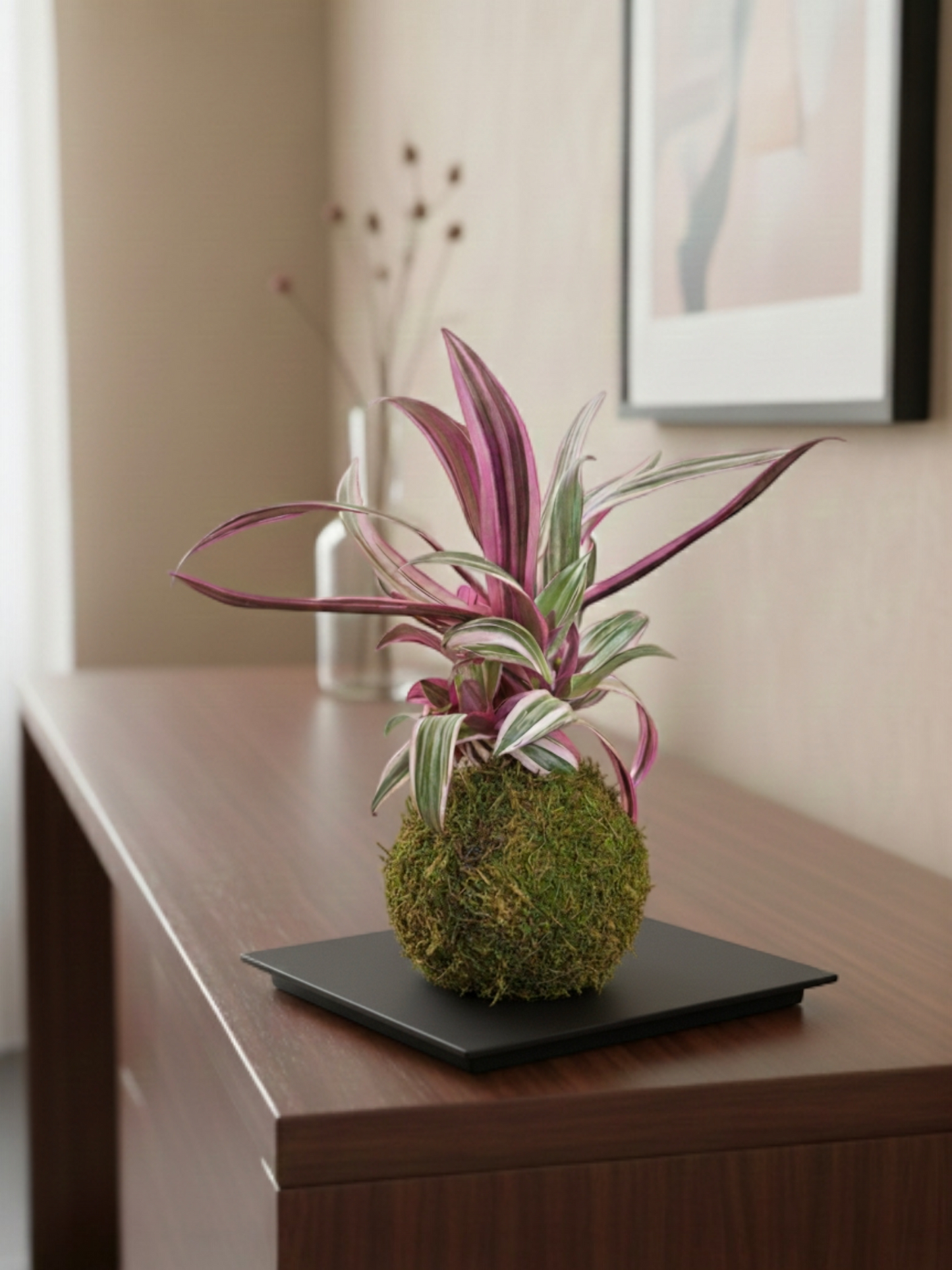 Kokedama Tradescantia Spatha