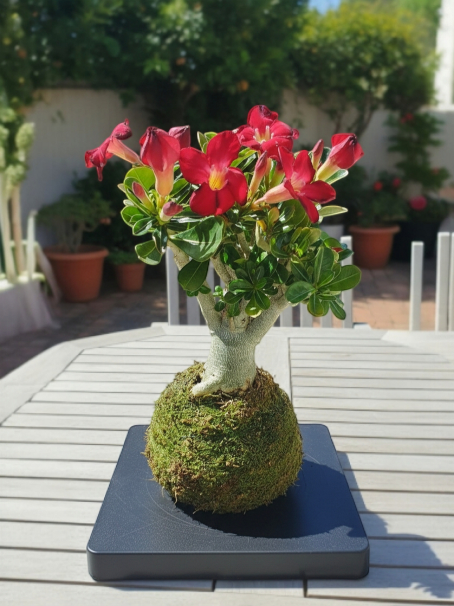 Kokedama Adenium Obesum (Rosa del desierto)