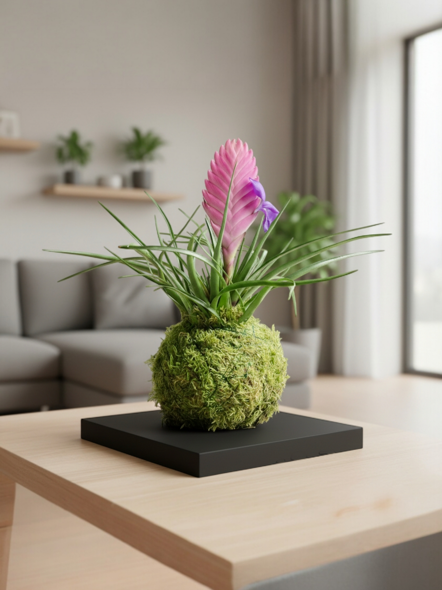 Kokedama Tillandsia Cyanea (pluma rosa)