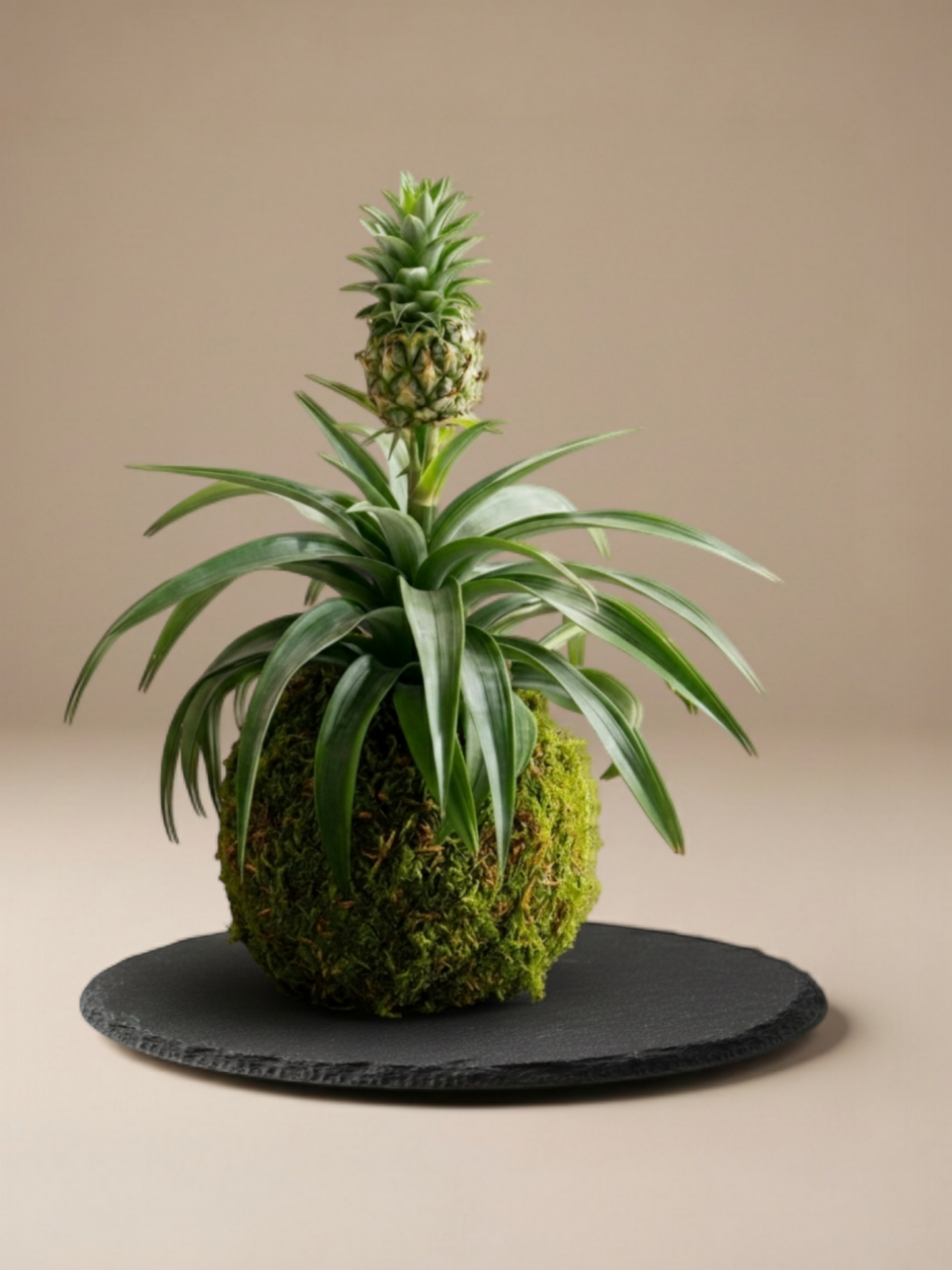 Kokedama anana