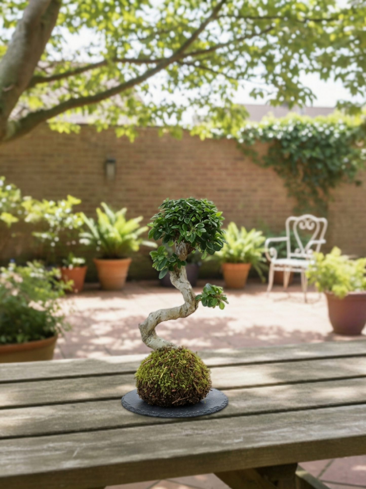 Ficus Ginseng curvo XL