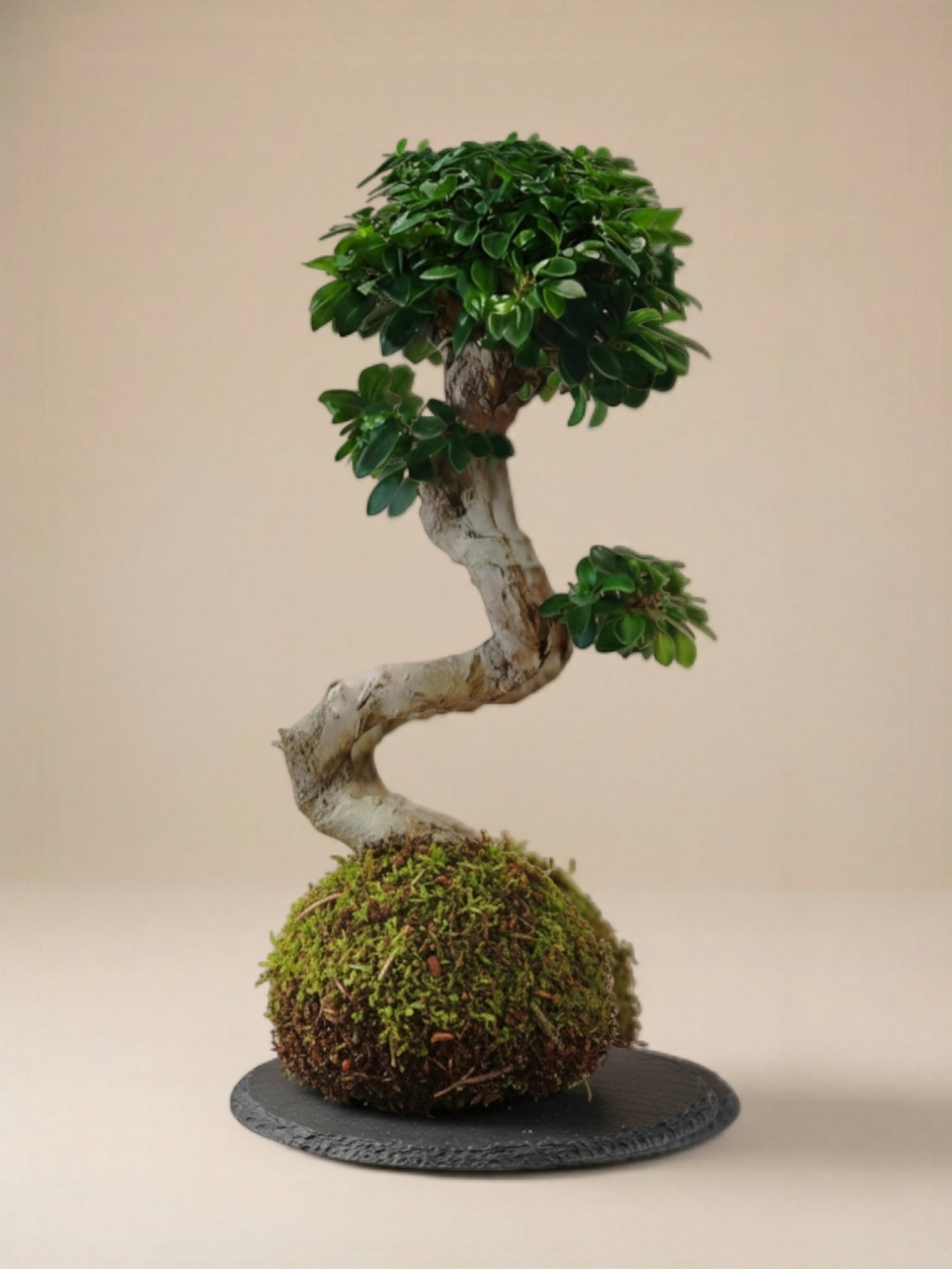 Ficus Ginseng curvo XL