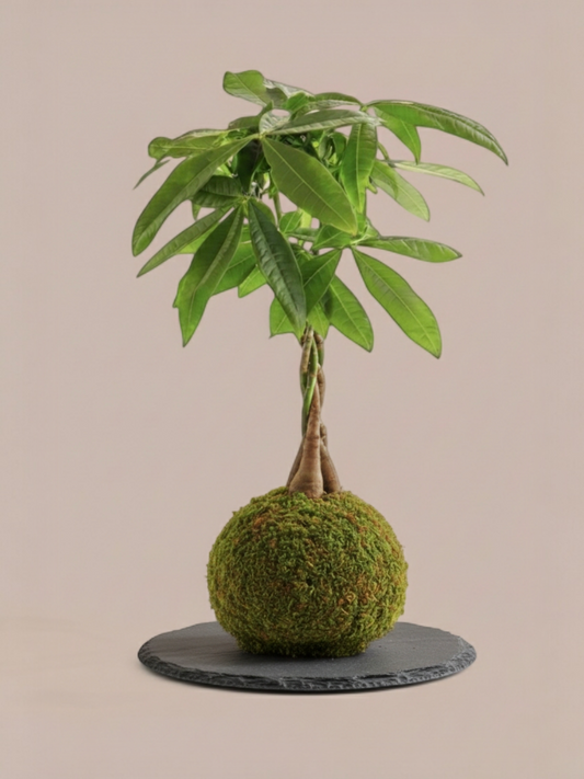 Kokedama Pachira Trenzada