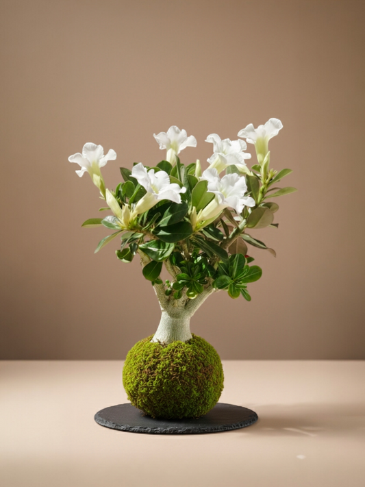 Kokedama Adenium Obesum (Rosa del desierto)