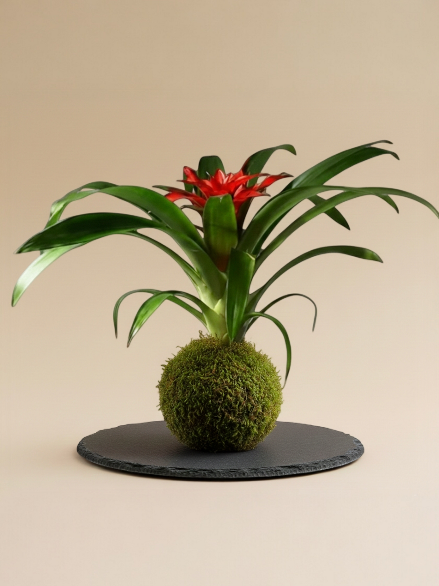 Kokedama Guzmania M