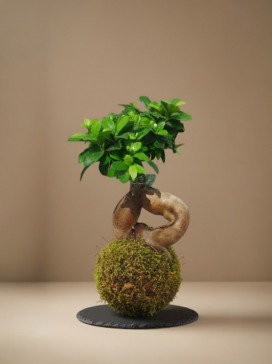 Ficus Ginsen