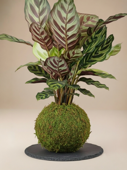 Kokedama Calathea Makoyana