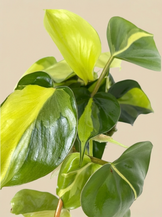 Kokedama Philodendro Brasil