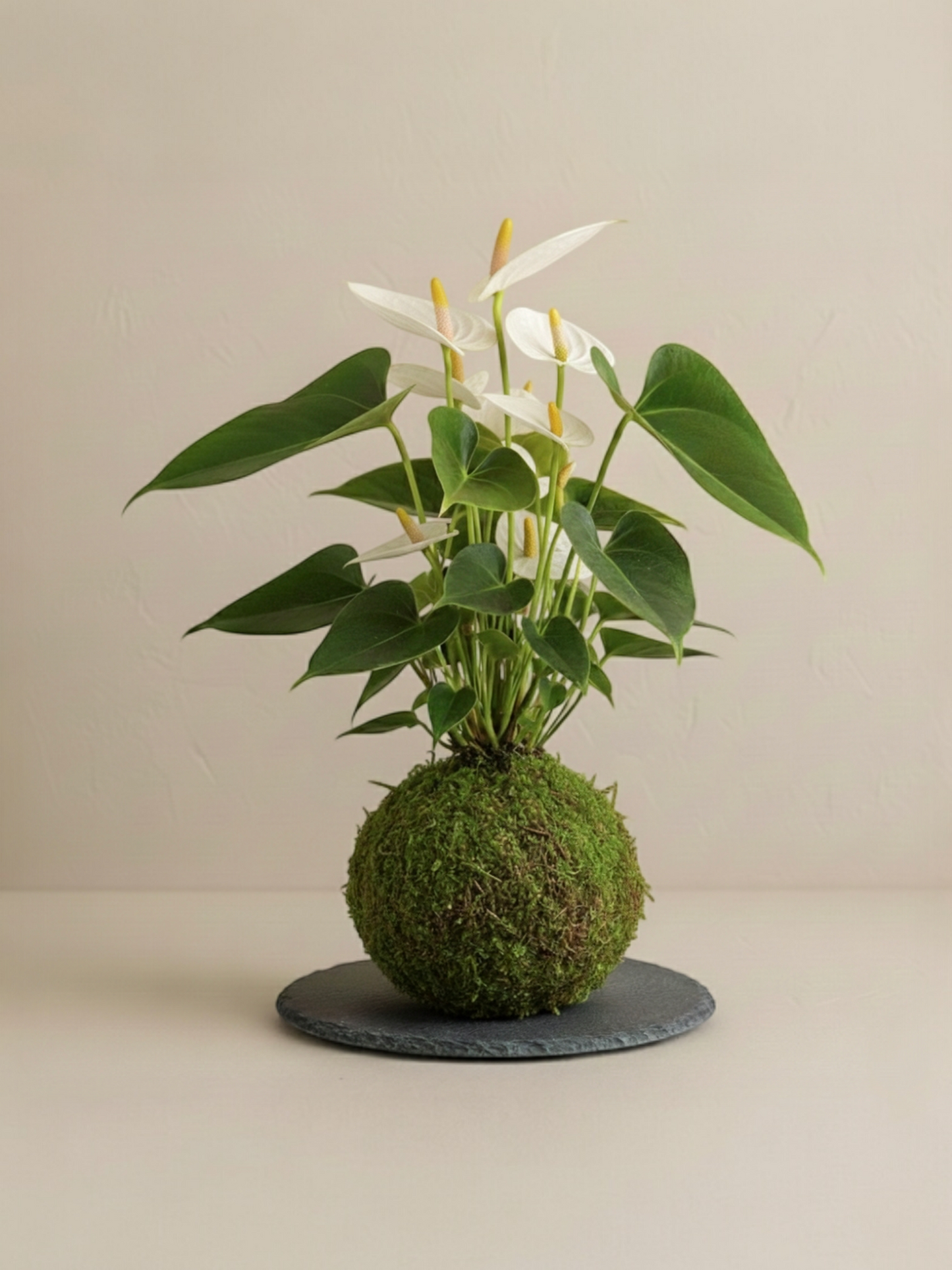 Kokedama Anturio de Colores