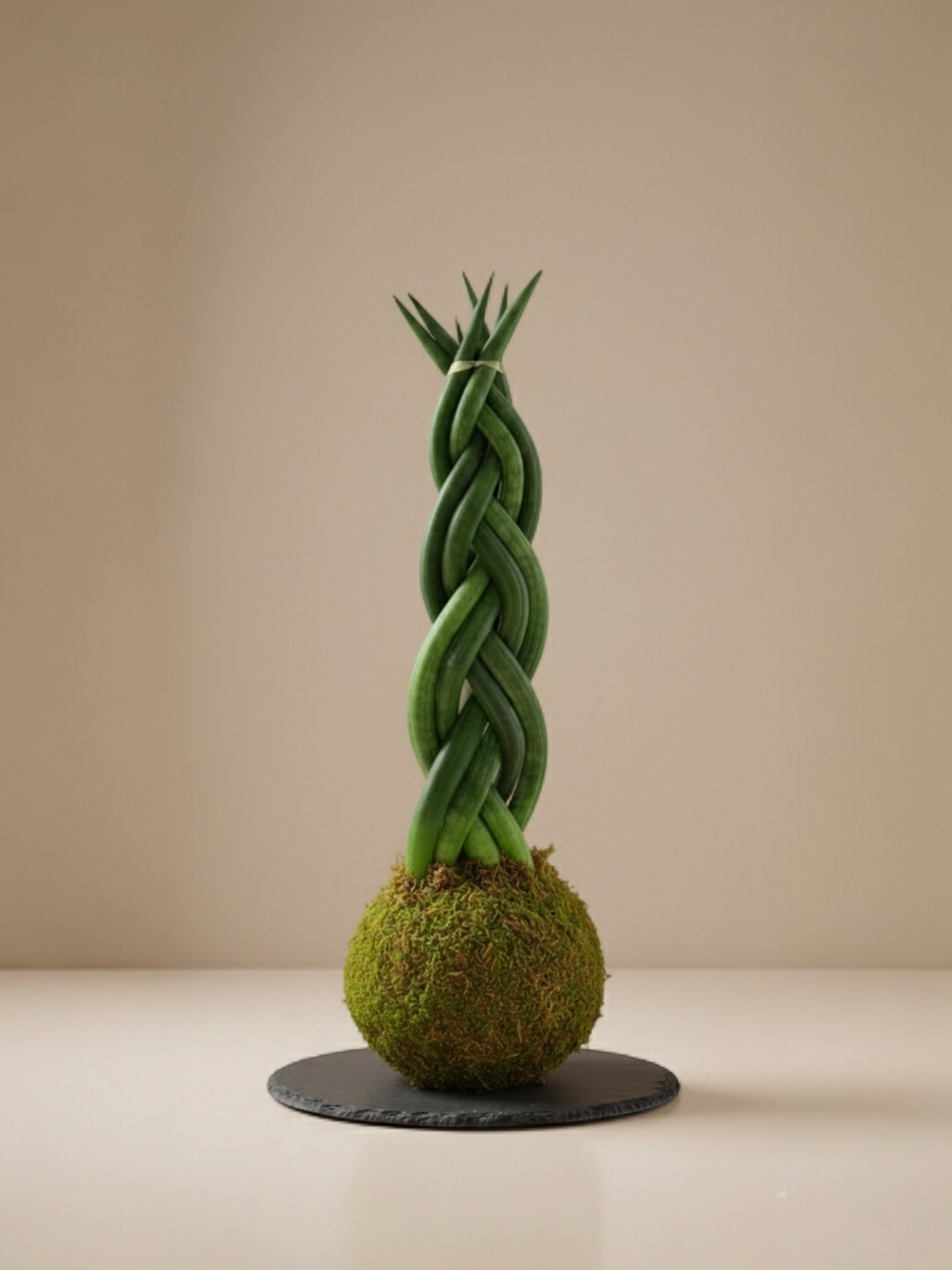 Sansevieria Cylindrica trenzada