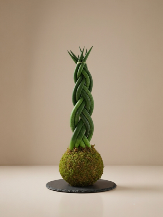 Sansevieria Cylindrica trenzada