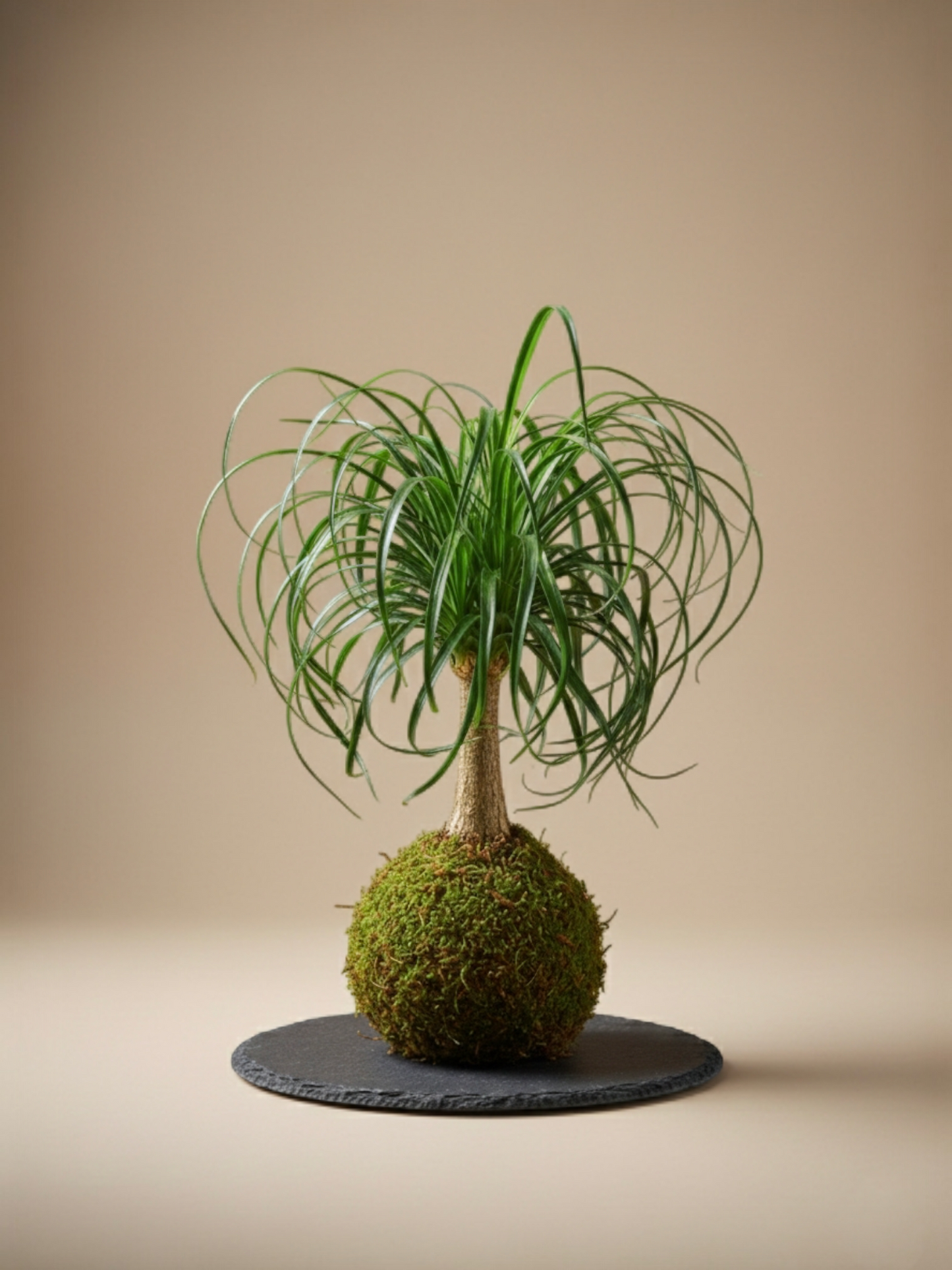 Beaucarnea Recurvata XXL(Pata de elefante)