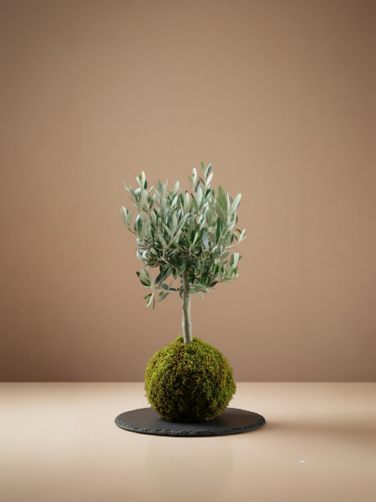 Kokedama Olivo