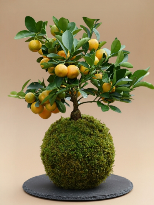 Kokedama Calamondín
