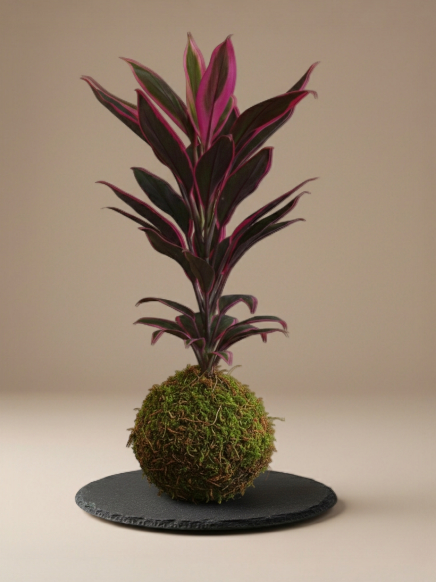 Kokedama Cordyline Fruticosa