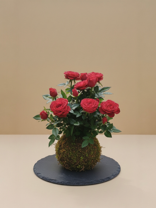 Kokedama Rosal Paisajístico ( doble )