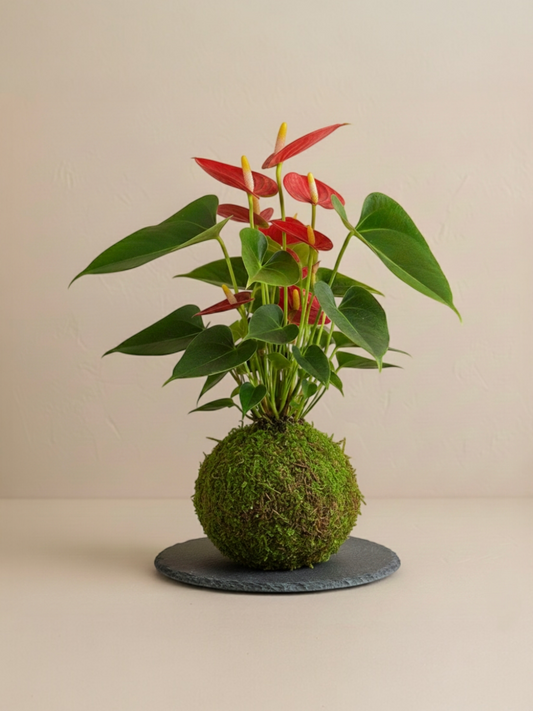 Kokedama Anturio de Colores