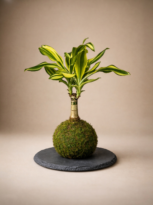 Dracaena Fragans "yellow coast"