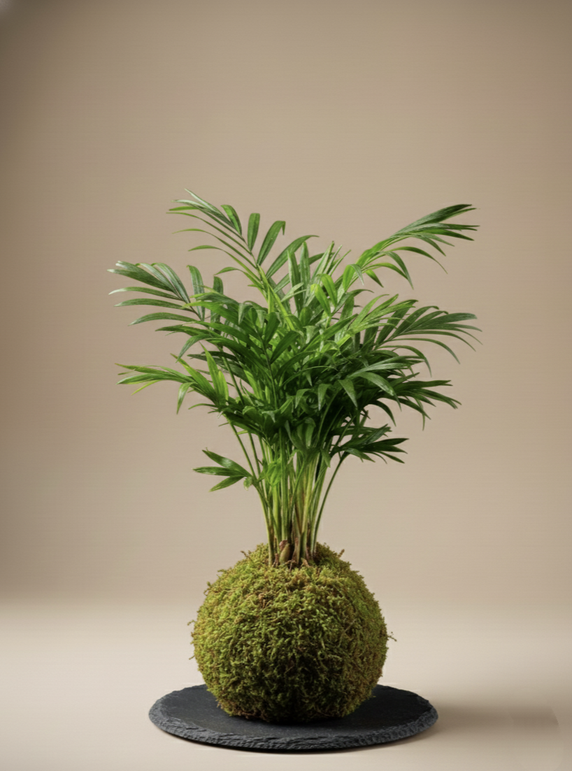 Kokedama de Chamaedorea Elegans