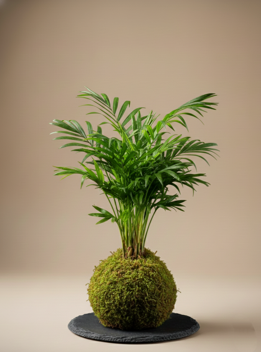 Kokedama de Chamaedorea Elegans