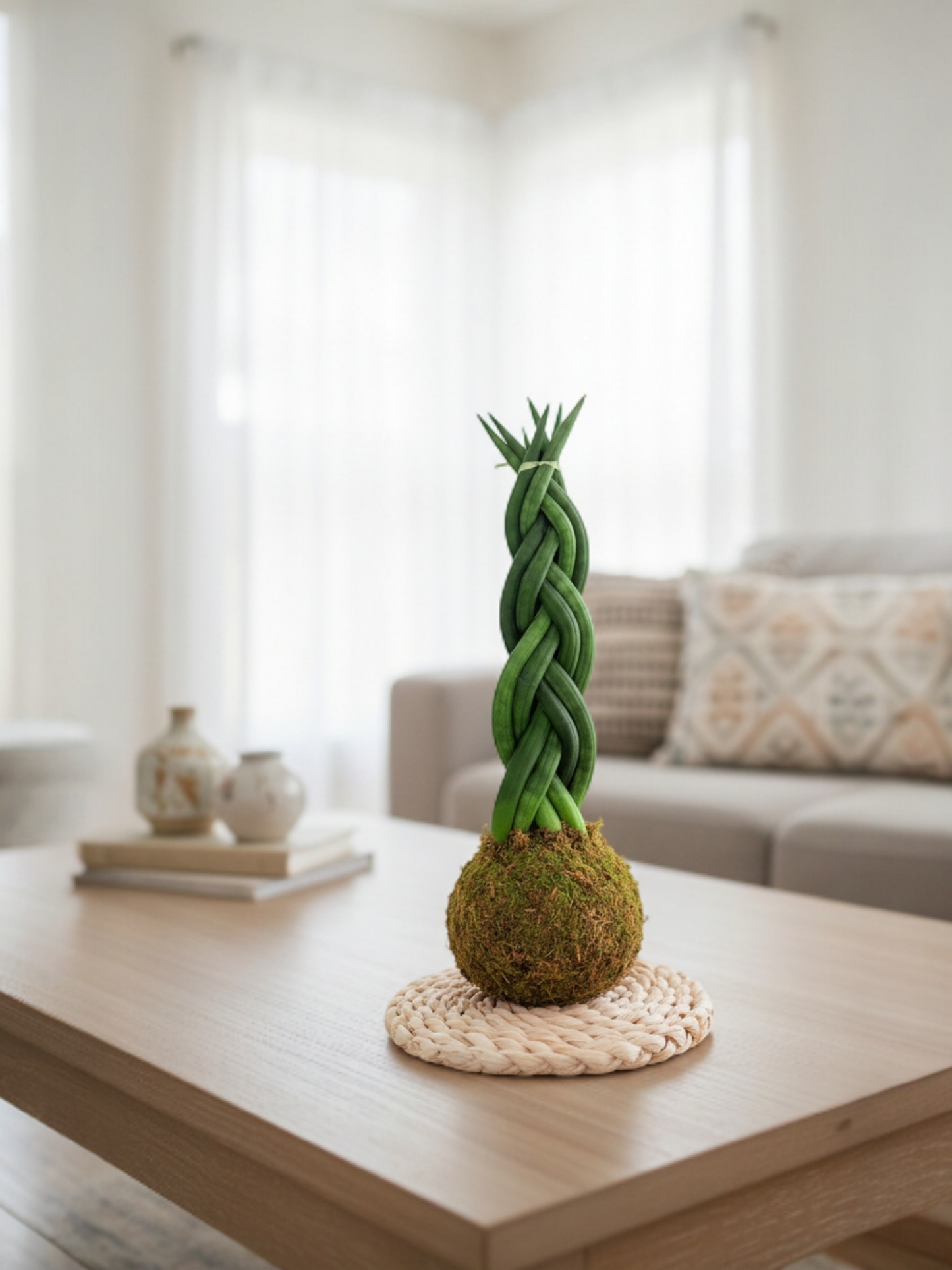 Sansevieria Cylindrica trenzada