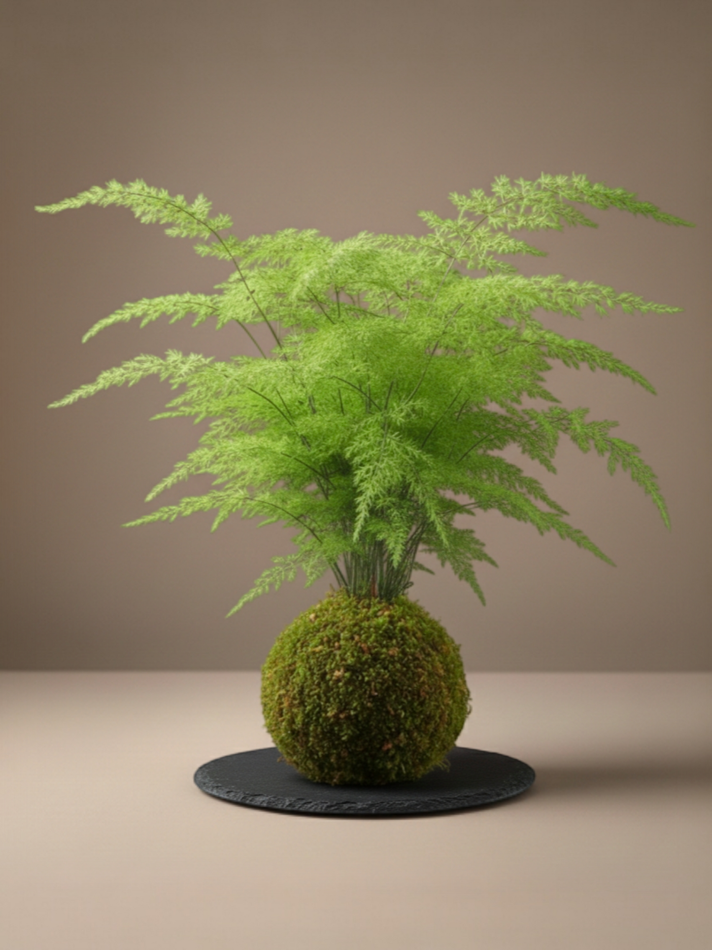 Kokedama Esparraguera Plumosa