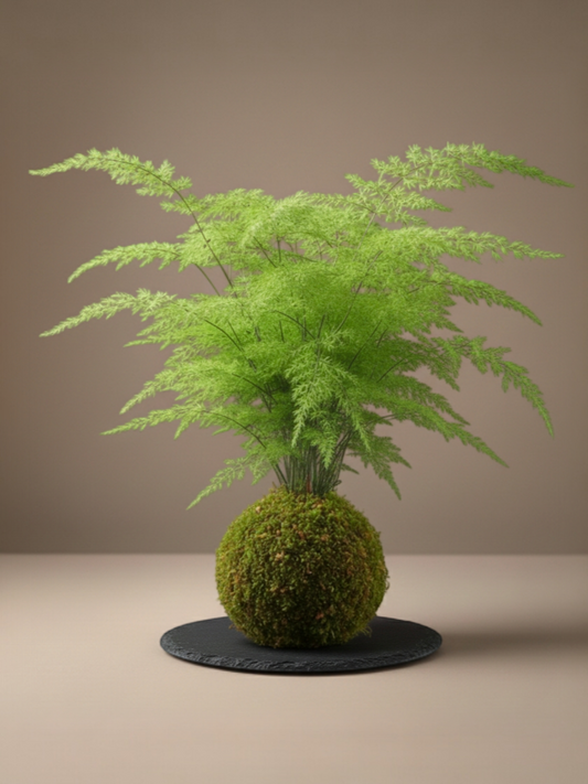 Kokedama Esparraguera Plumosa