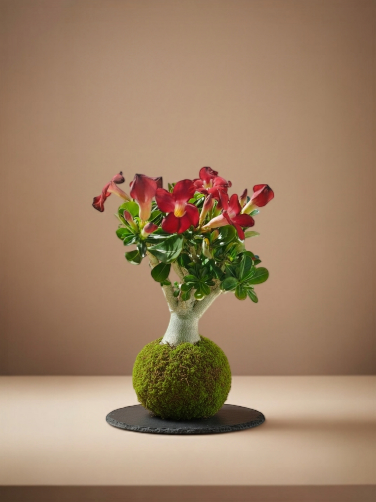 Kokedama Adenium Obesum (Rosa del desierto)