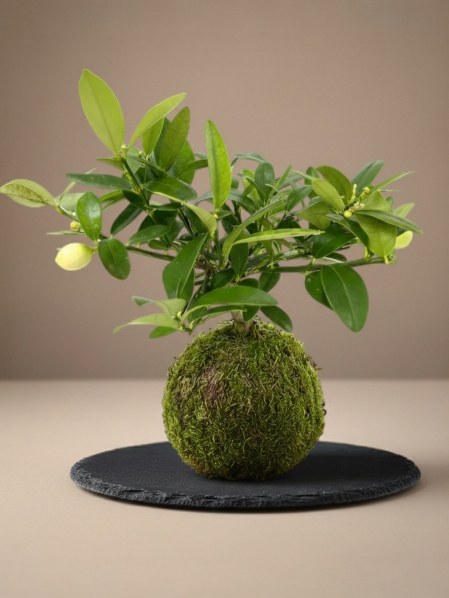 Kokedama Limequat