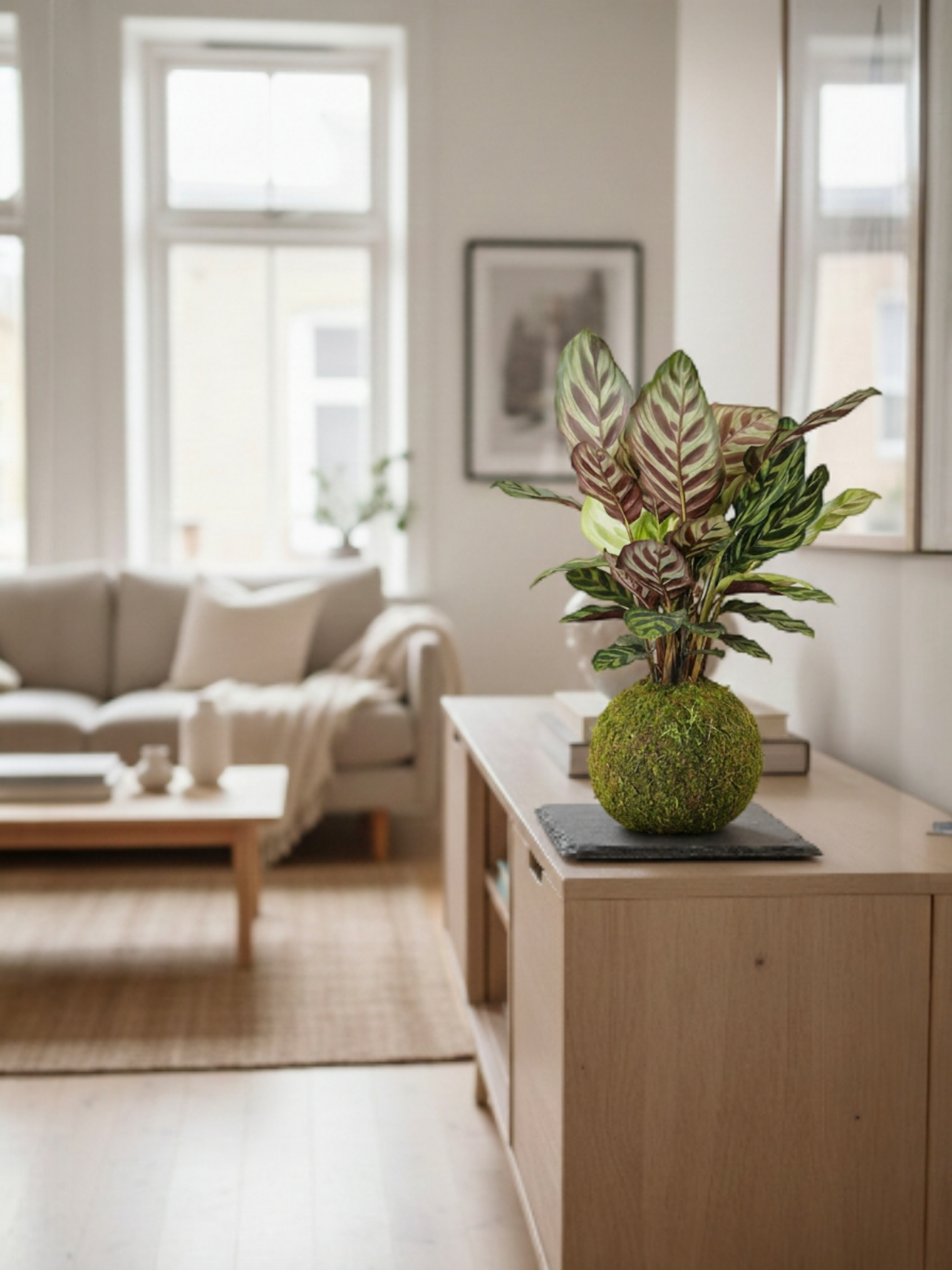 Kokedama Calathea Makoyana