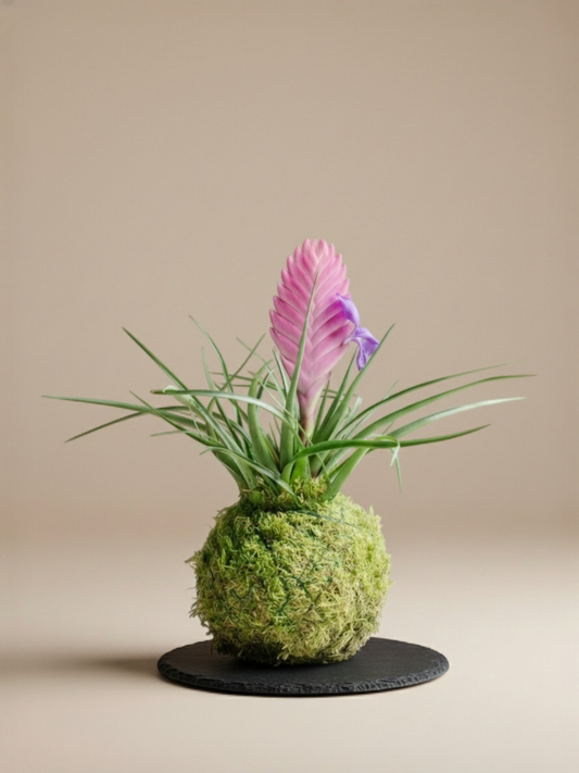 Kokedama Tillandsia Cyanea (pluma rosa)