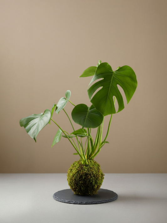 Kokedama Monstera Deliciosa