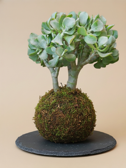 Kokedama Árbol de Jade