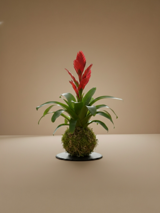 Kokedama Guzmania M