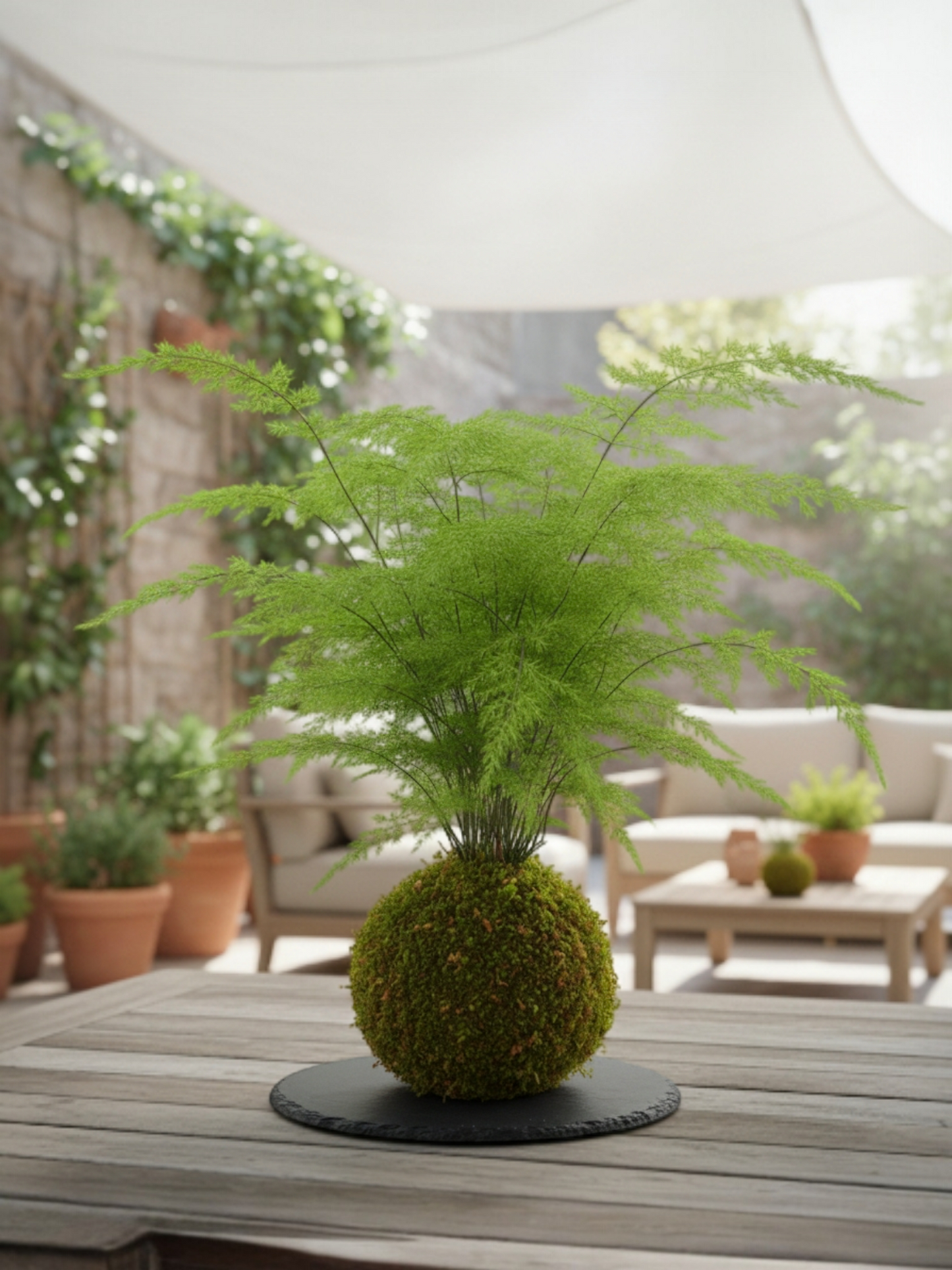 Kokedama Esparraguera Plumosa