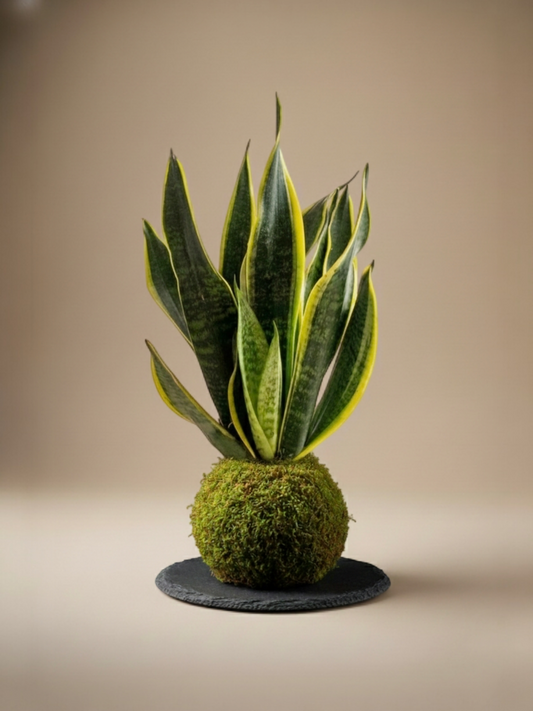 Kokedama Sansevieria Trifasciata