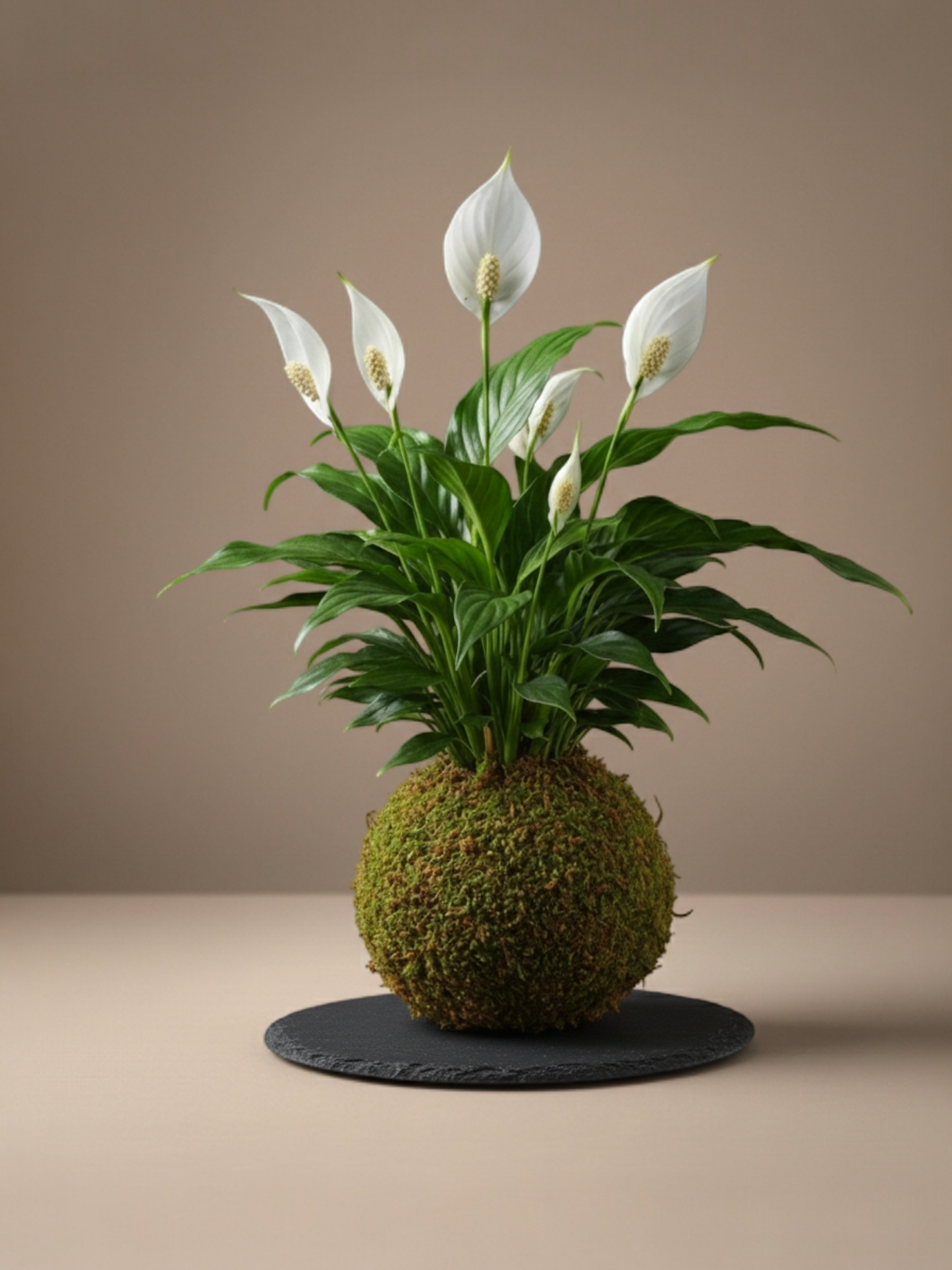 Kokedama Lirio de la paz