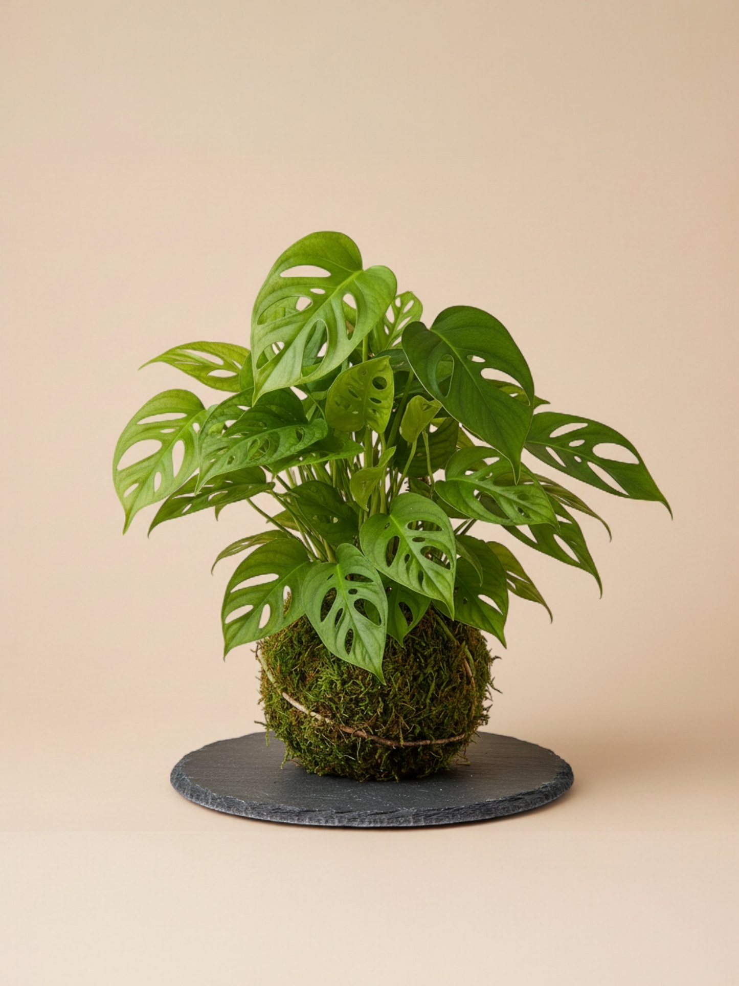 Kokedama Monstera Adansoni