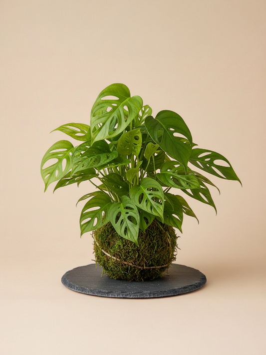 Kokedama Monstera Adansoni