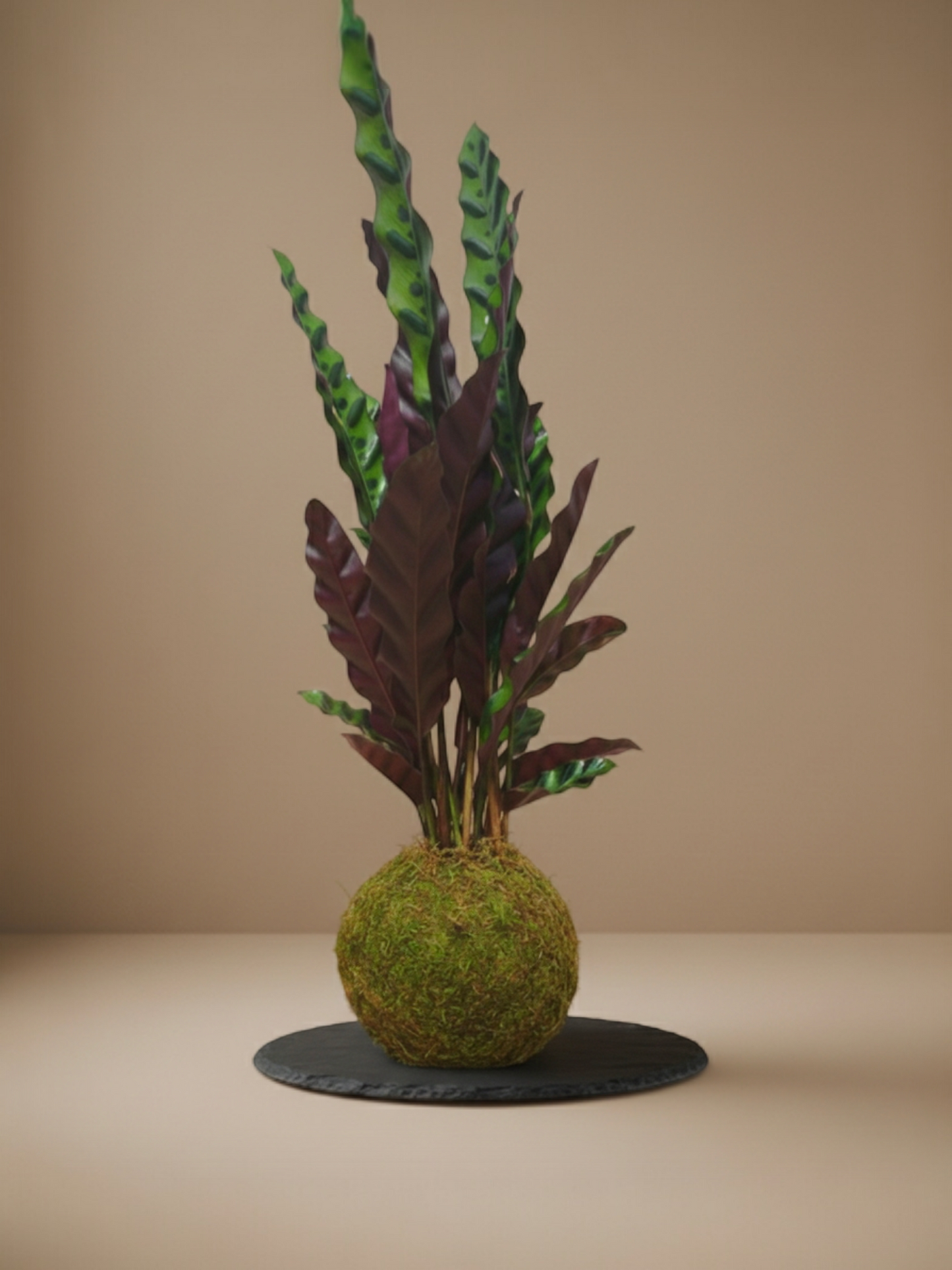 Kokedama Calathea Lancifolia