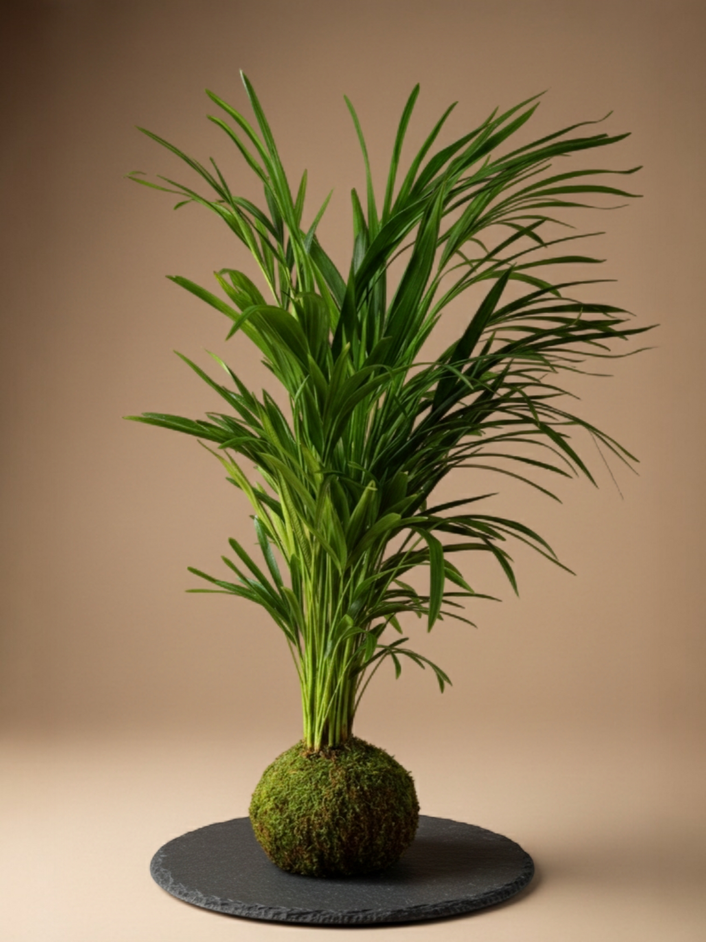 Kokedama Areca M