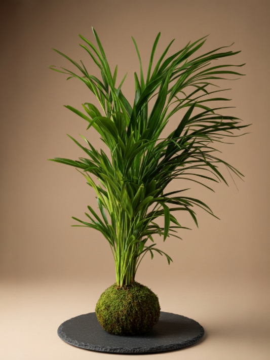 Kokedama Areca M