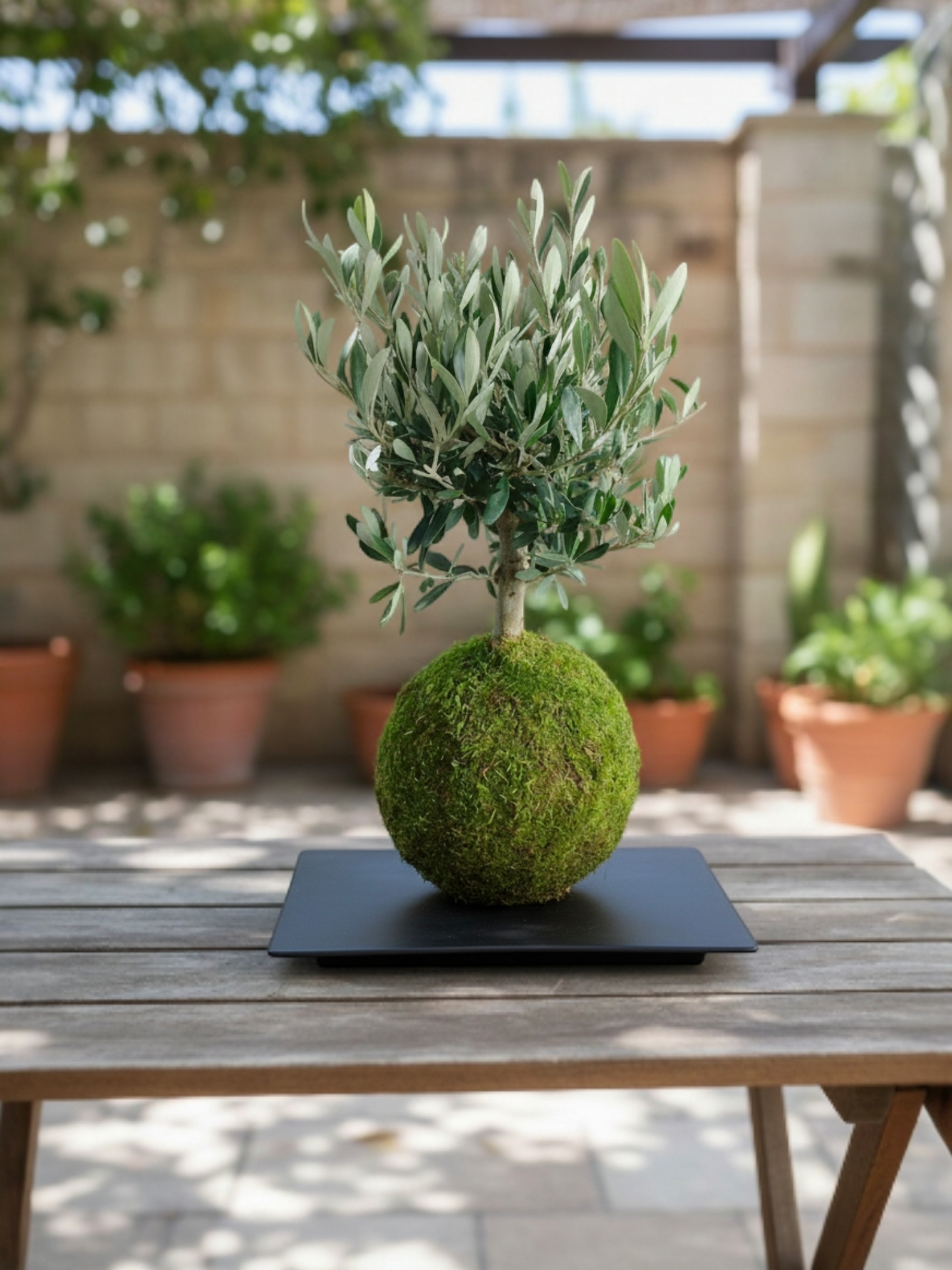 Kokedama Olivo