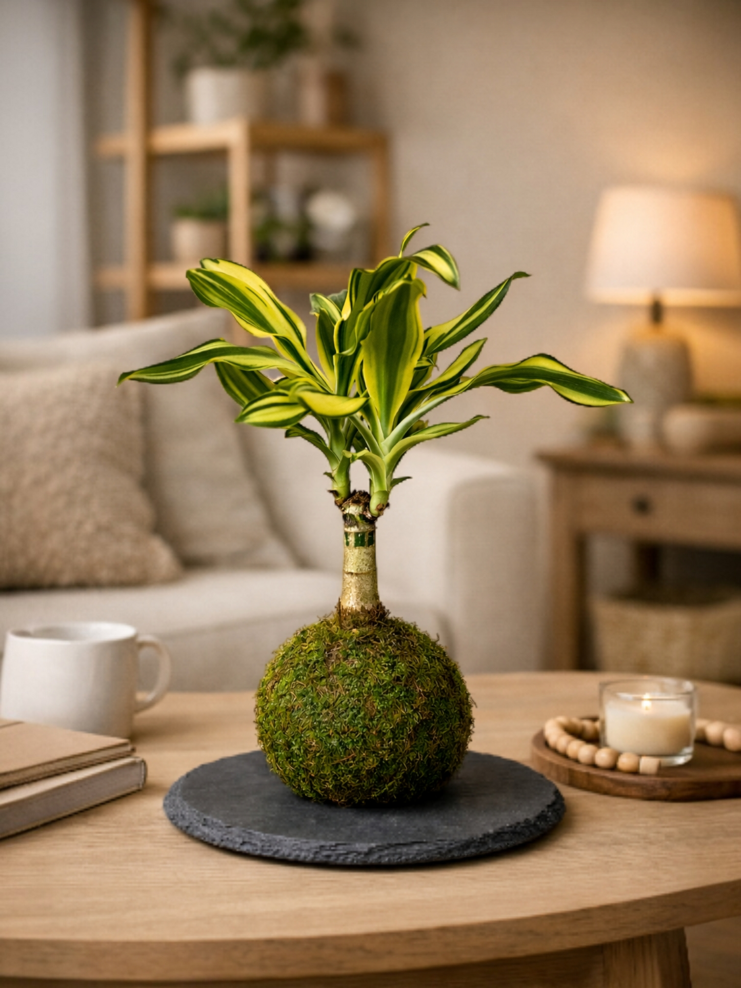 Dracaena Fragans "yellow coast"