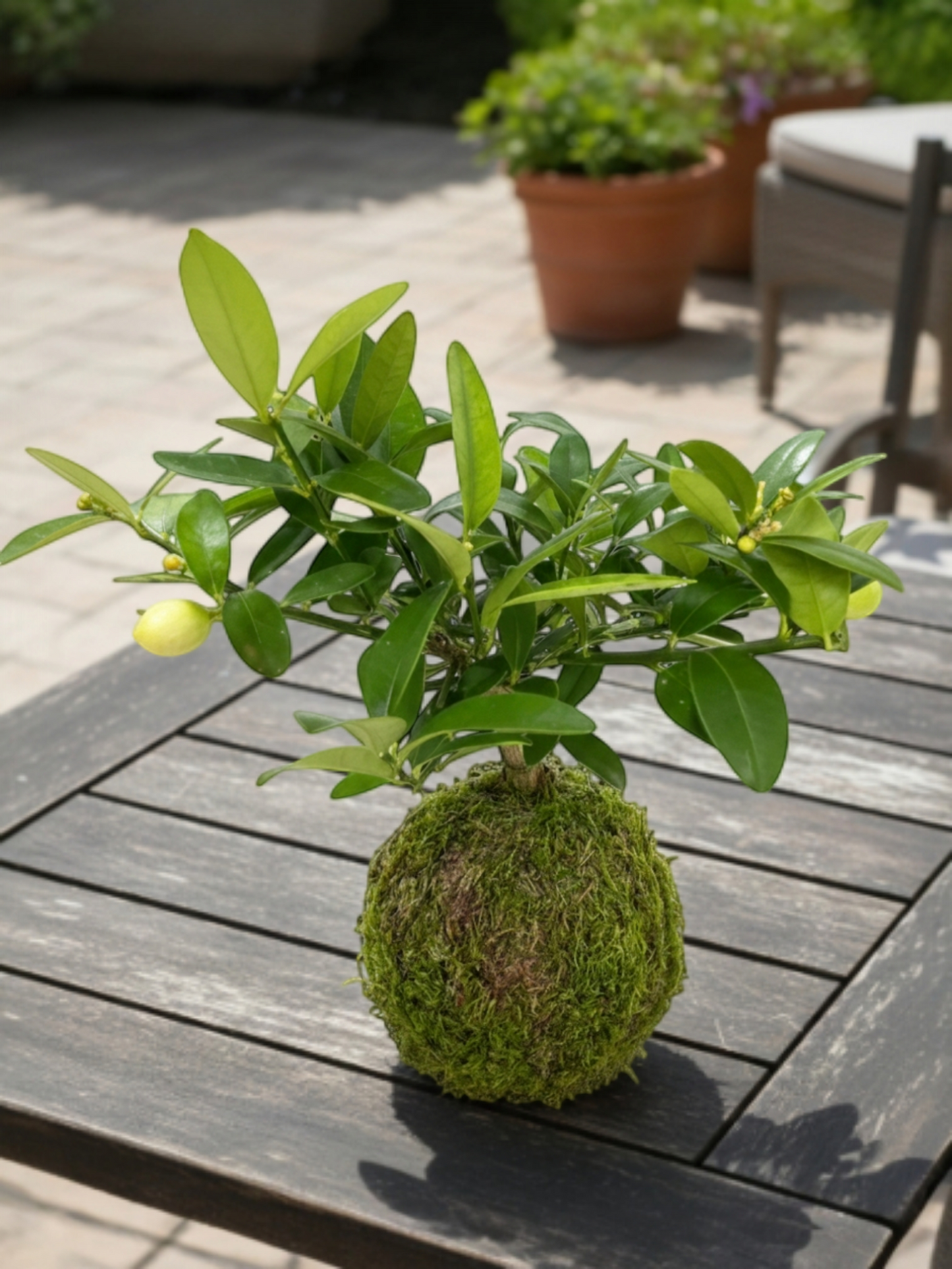 Kokedama Limequat