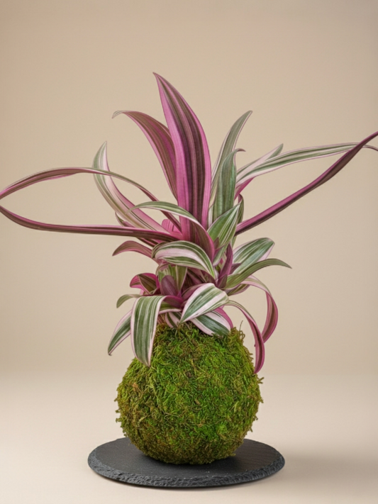 Kokedama Tradescantia Spatha
