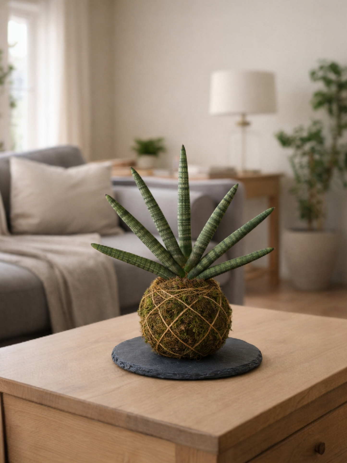 Sansevieria Cylíndrica (lanza africana)