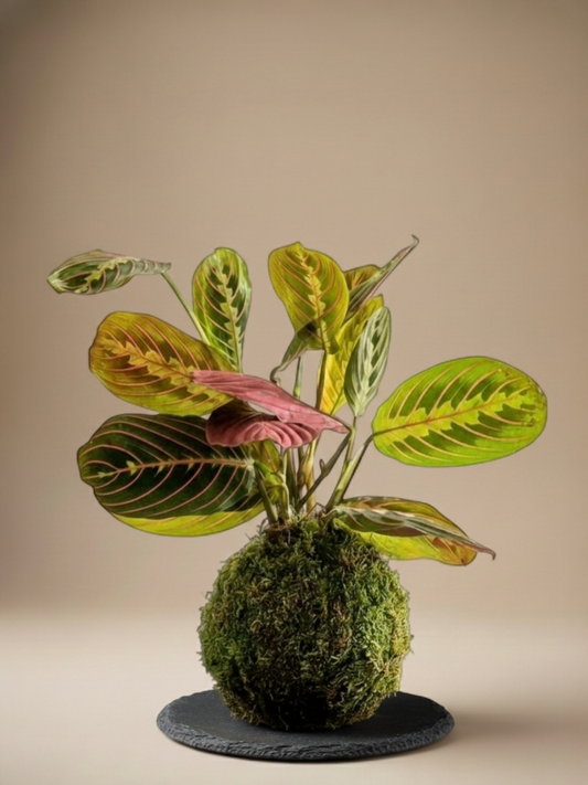 Kokedama Maranta