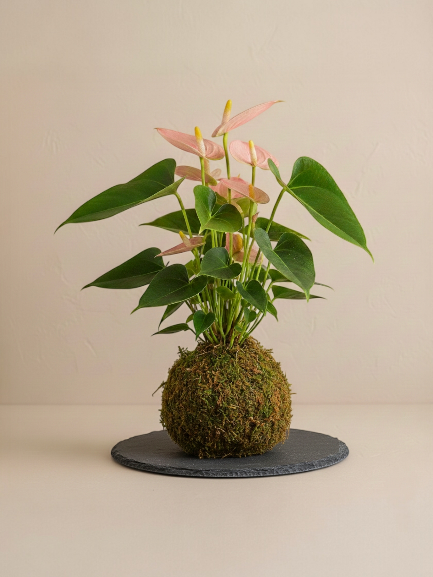 Kokedama Anturio de Colores